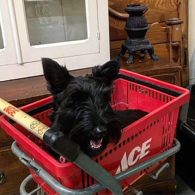 Last Day For The Pop Up Pet Pantry Community Forklift