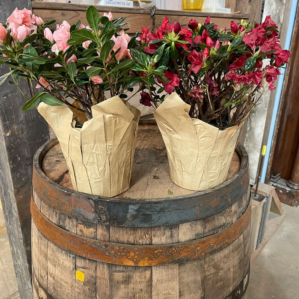 two plants sitting on top of a barrel